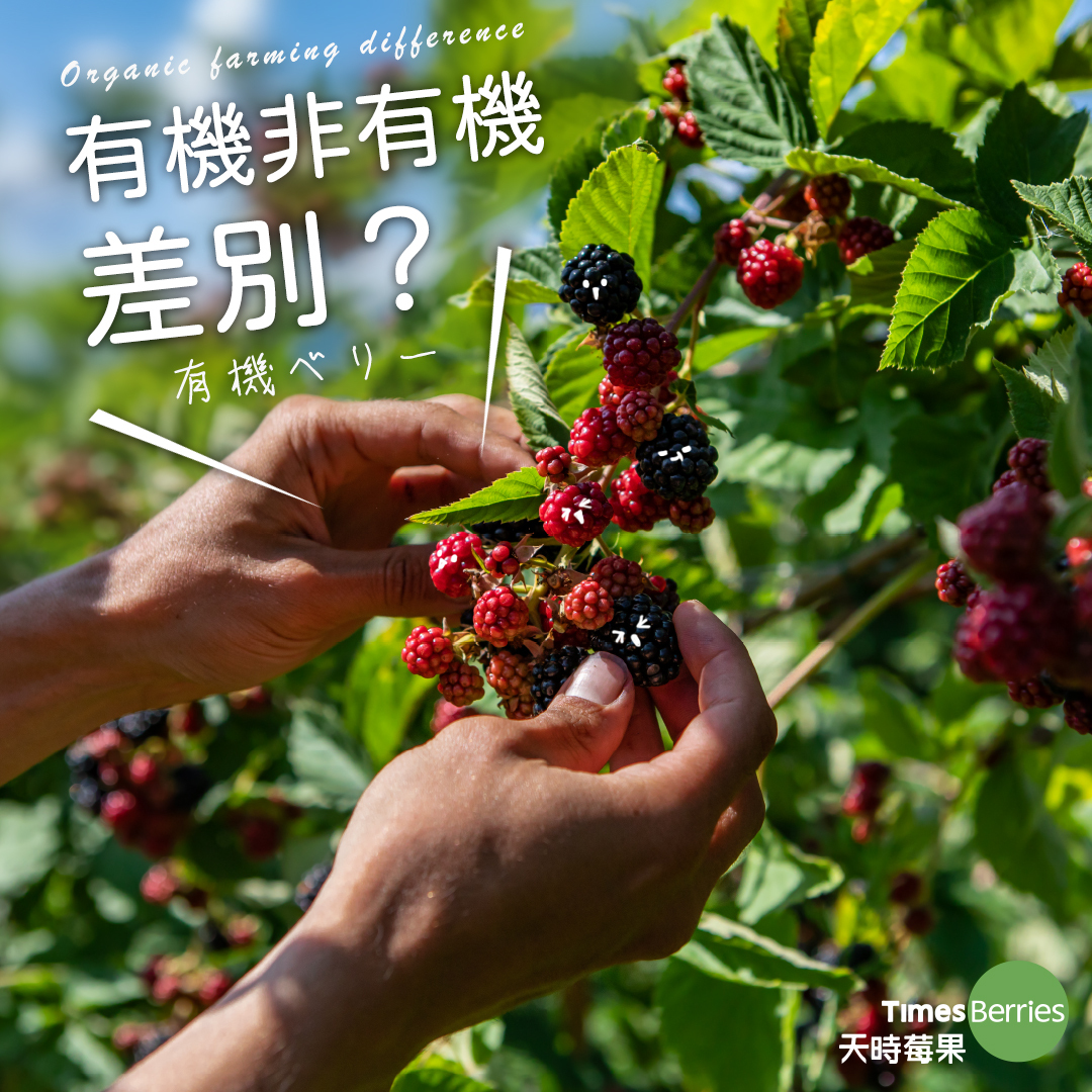 天時莓果TimesBerries｜有機冷凍莓果、冷凍莓果，有什麼不一樣？