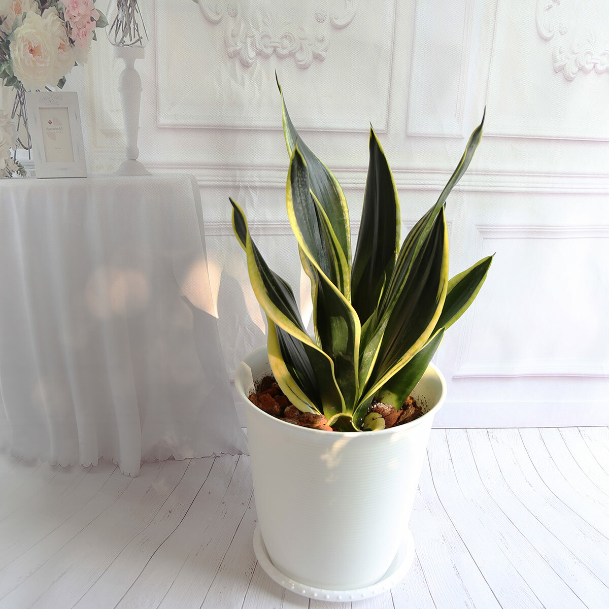 PD87｜黑金剛虎尾蘭大盆栽