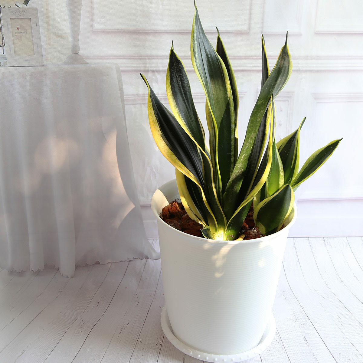 PD87｜黑金剛虎尾蘭大盆栽