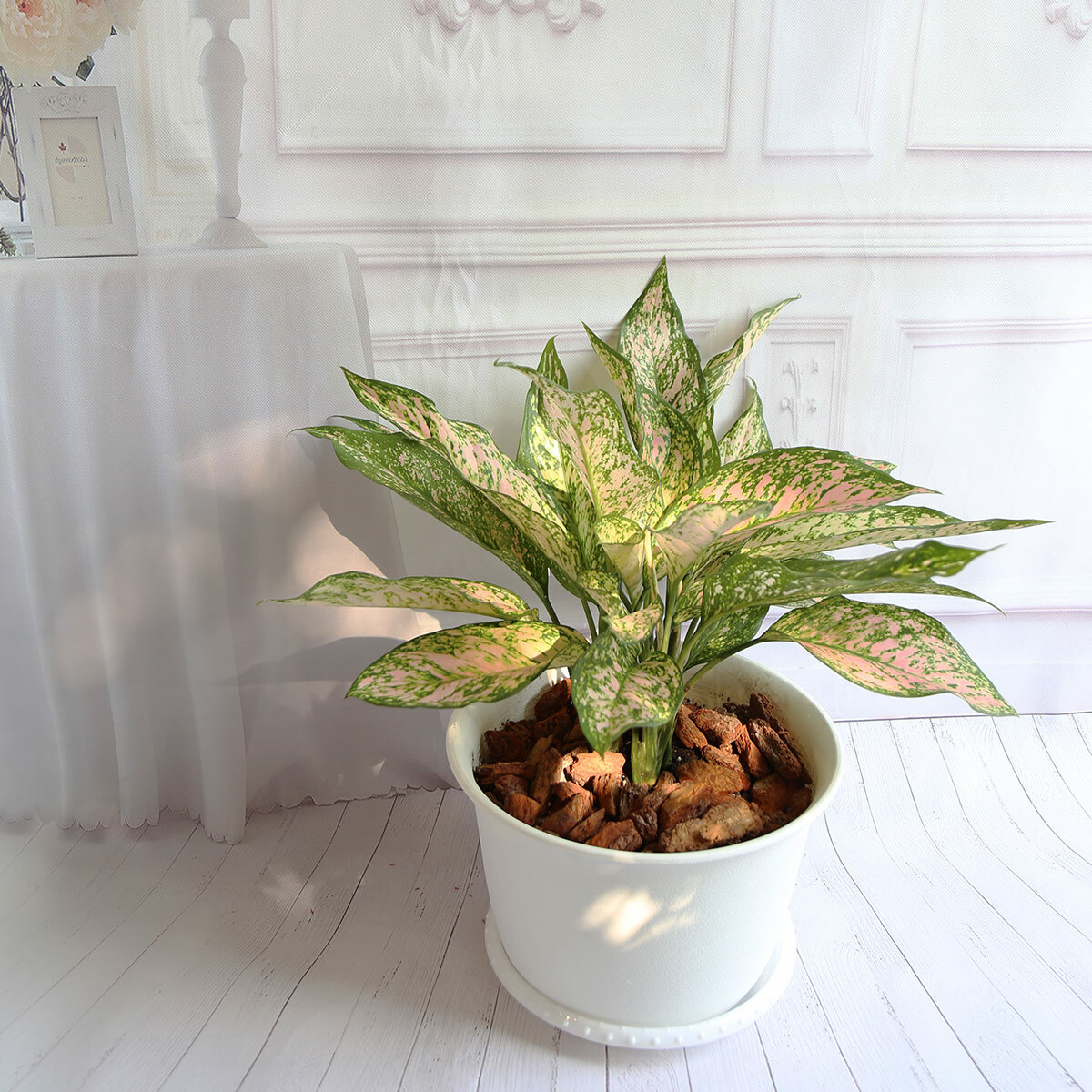 PD88｜彩葉粗肋草大盆栽