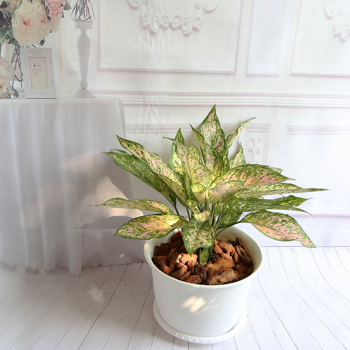 PD88｜彩葉粗肋草大盆栽