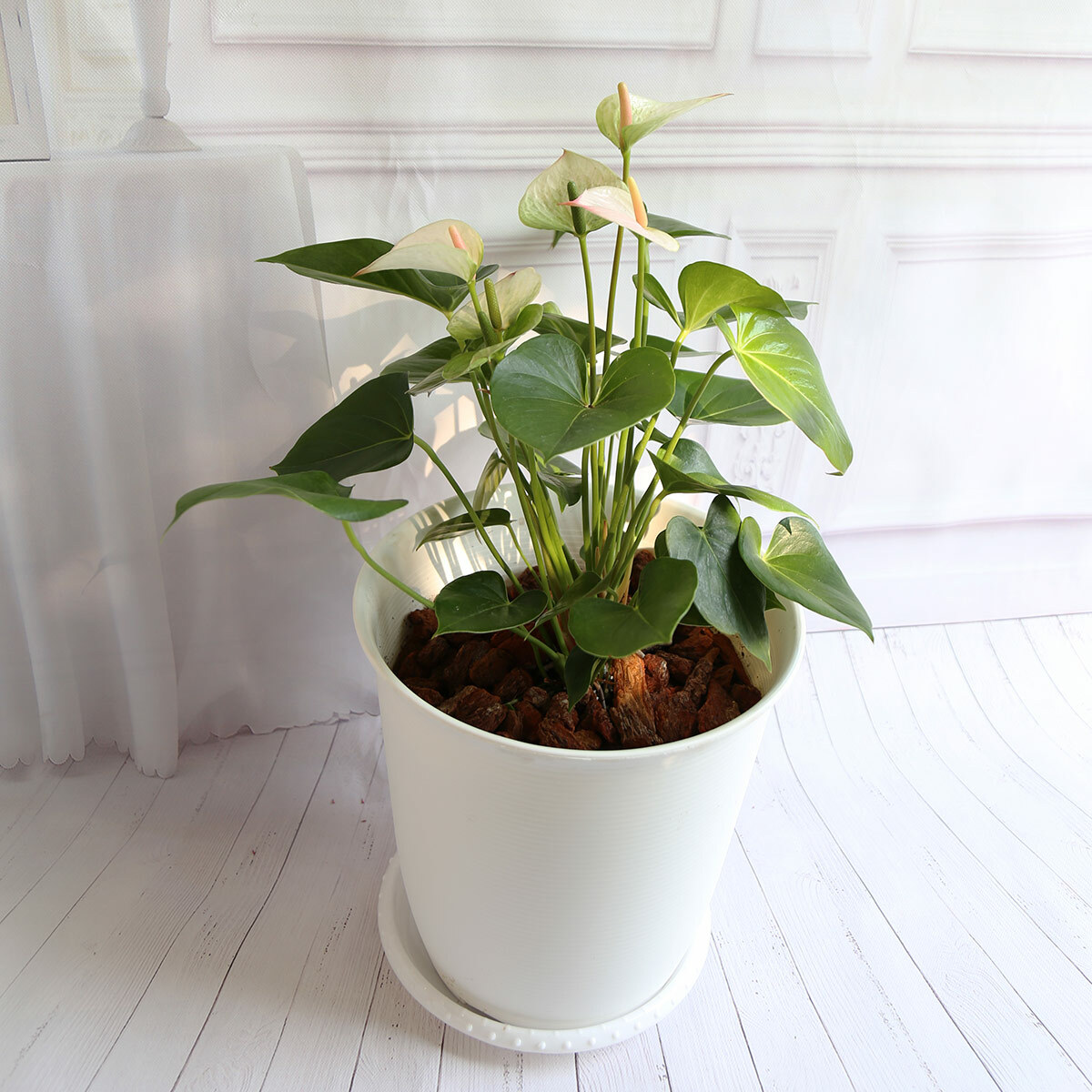 PD86｜雅典娜火鶴大盆栽