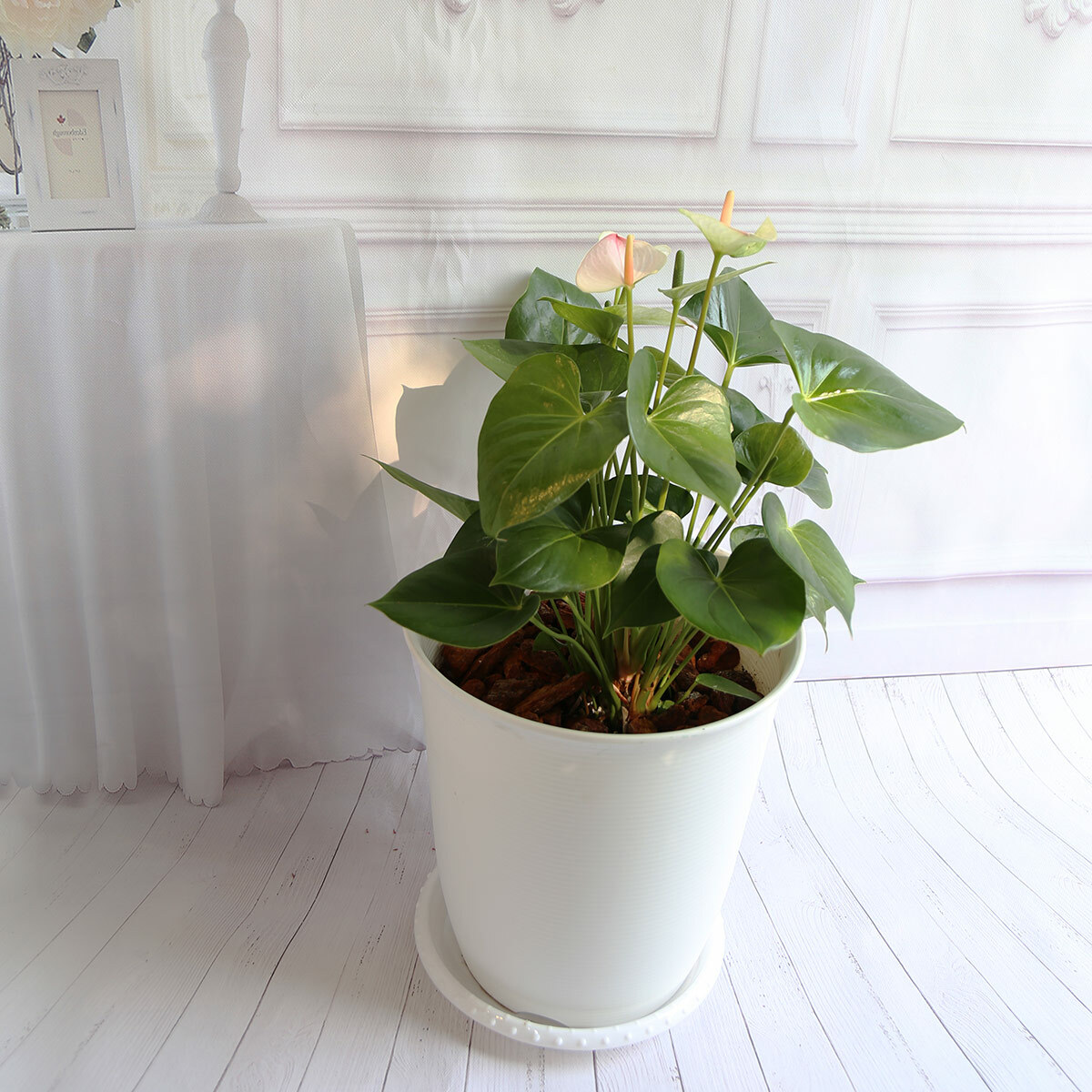 PD86｜雅典娜火鶴大盆栽