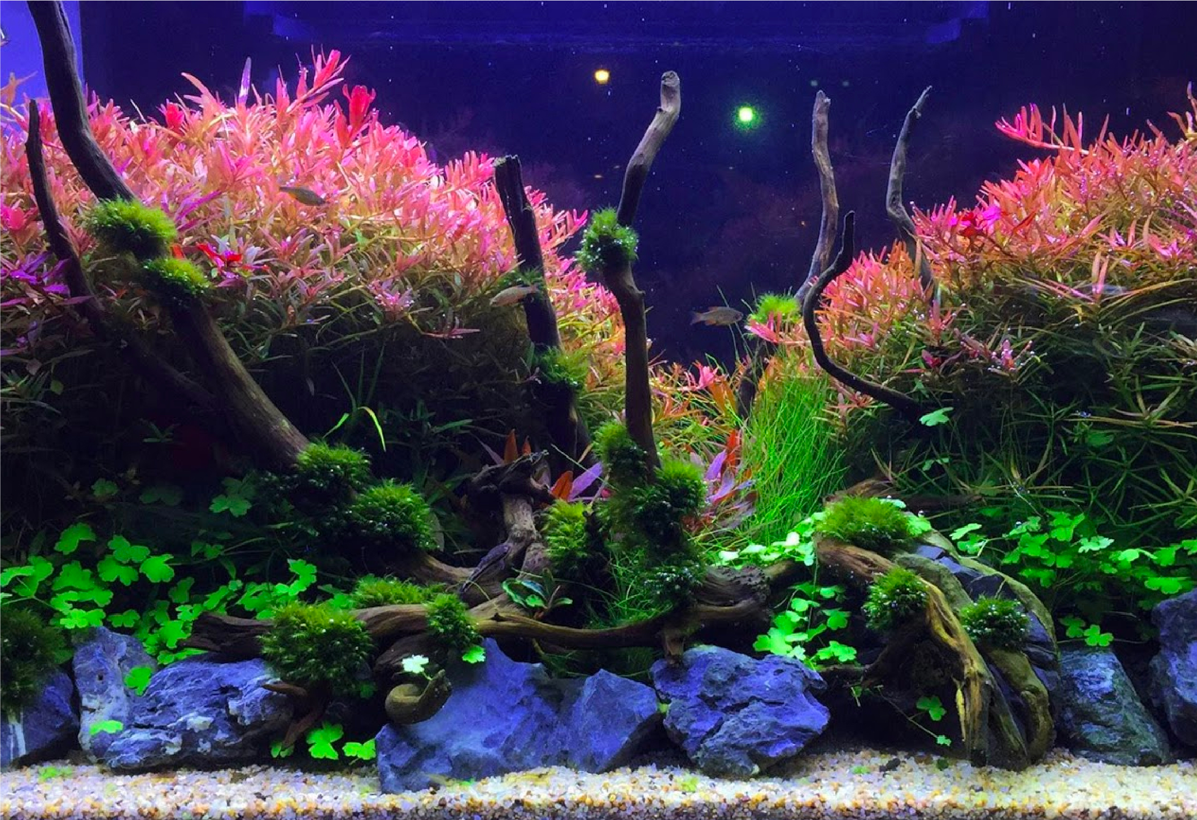 60 x 30 x 36 (cm) | 叢林中的小紅帽| More Win Aquascaping