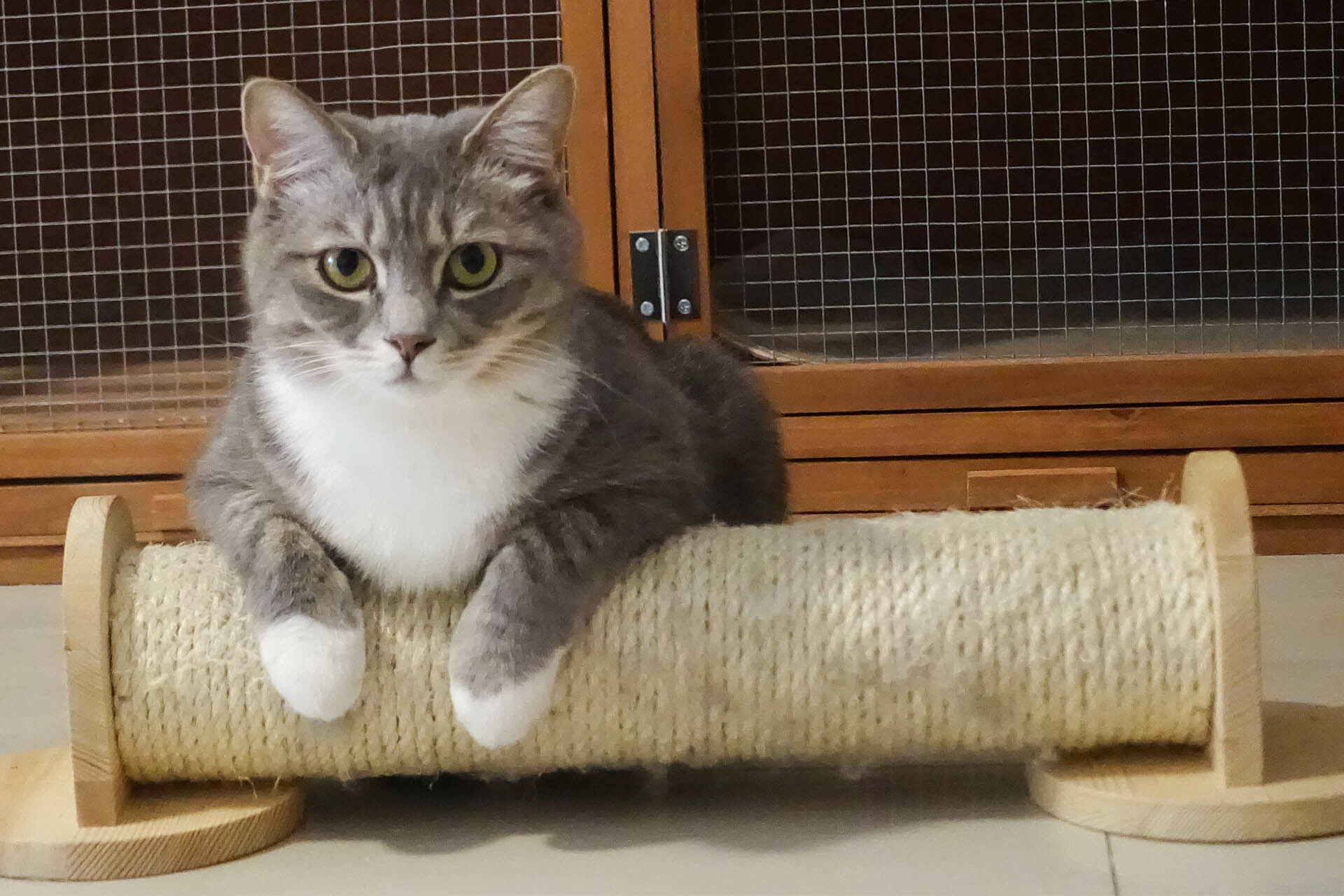 保護沙發1|擺設貓抓板