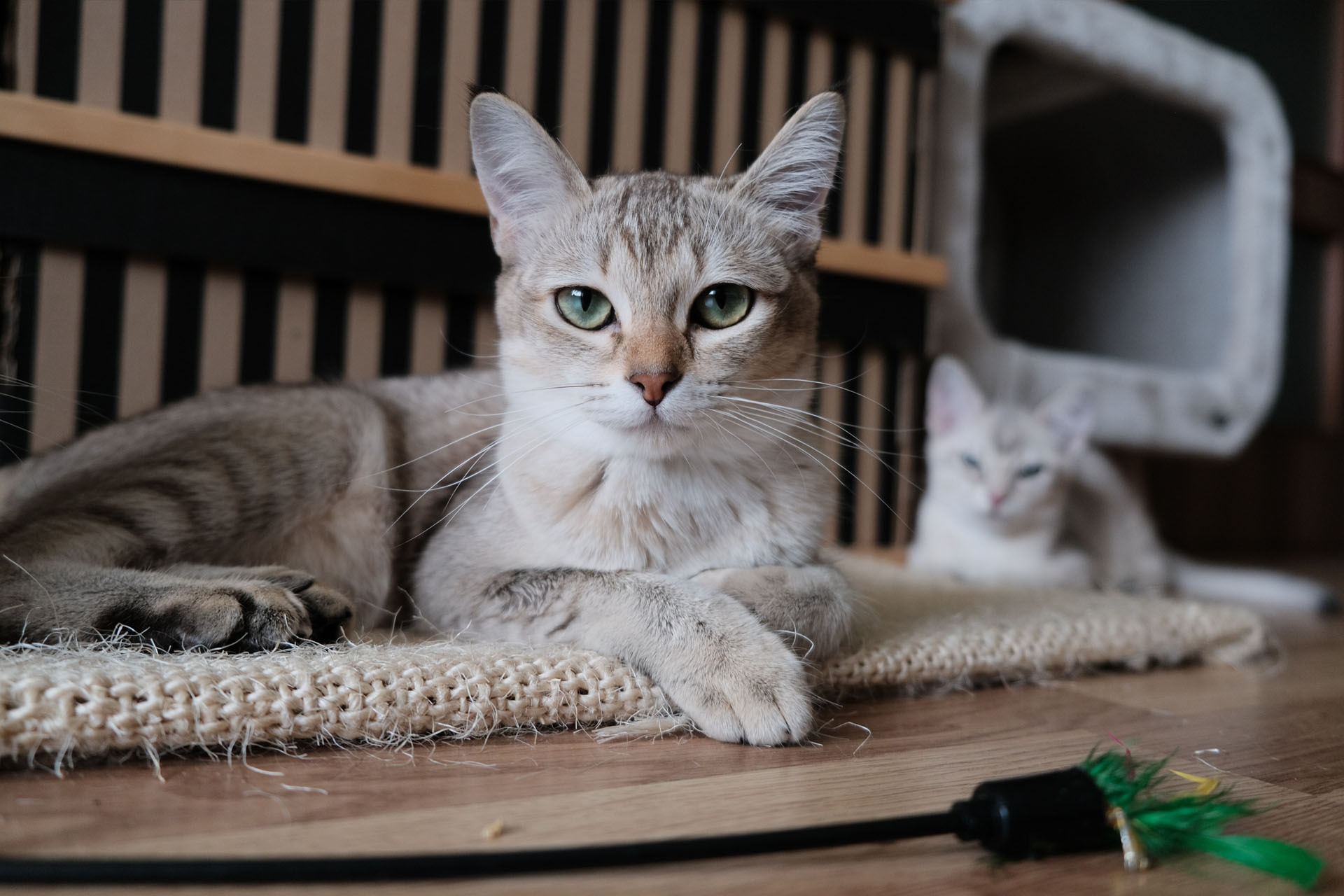 保護沙發2|訓練貓咪磨爪行為