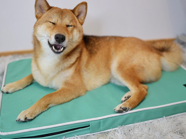 LIFEAPP經典透氣睡墊-柴犬柚子⊙ω⊙柚柚切嗑鬧