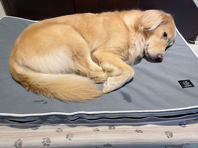 LIFEAPP經典透氣睡墊-黃金小Beer