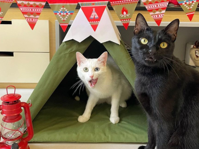 小貓山丘－仙草蜜&杏仁茶的小天地