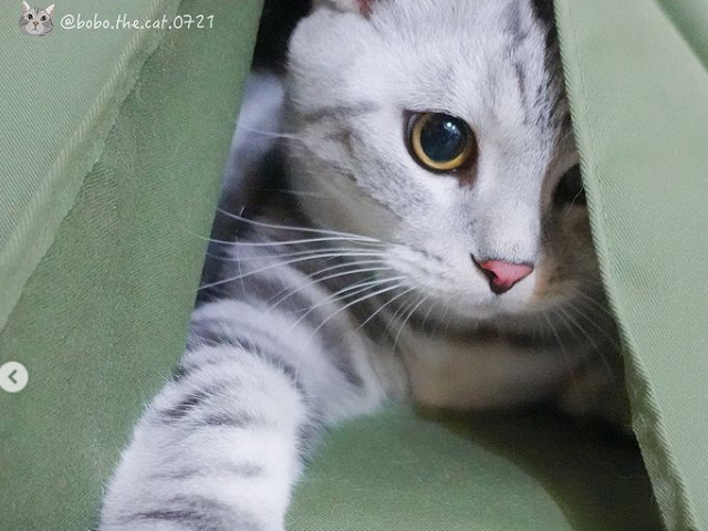 波波 一隻白爛貓