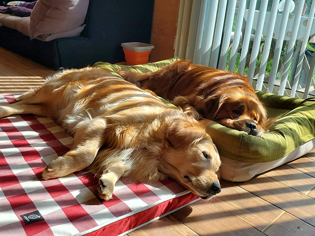 LIFEAPP愛兒堡/經典透氣睡墊-潛水夫Golden Retriever哞哞&喳喳