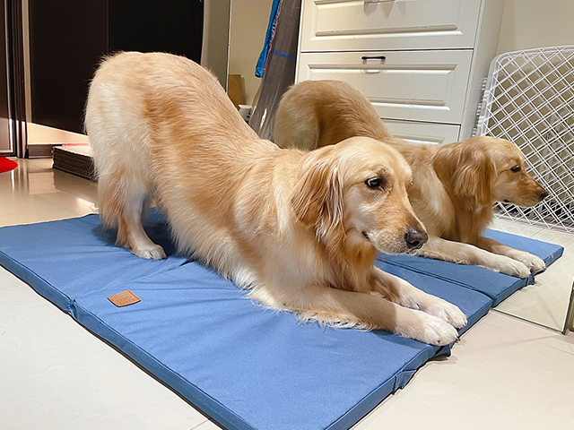 摺疊墊-黃金Audi 一桶金