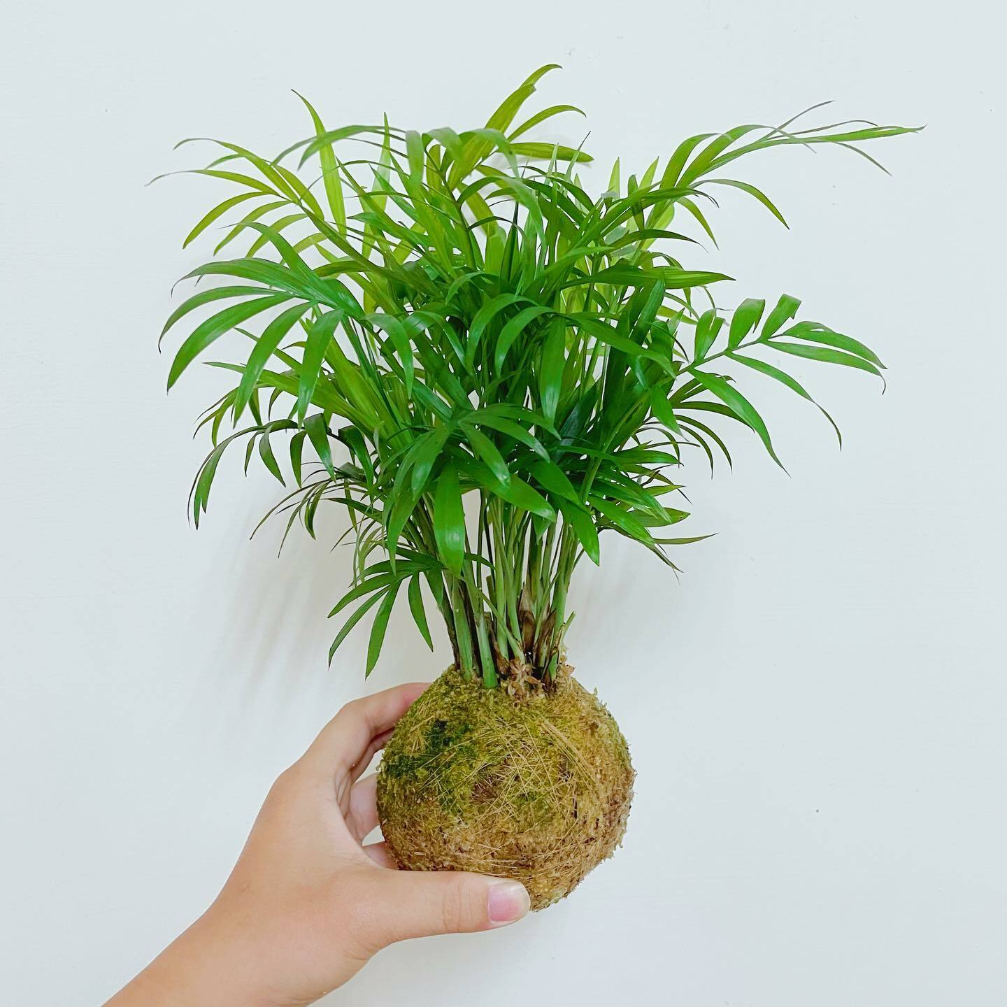 袖珍椰子苔球