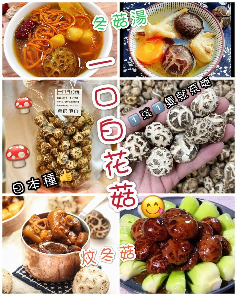 頂級日本種原木一口白花菇