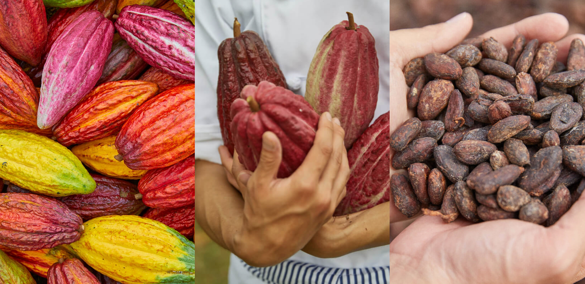 <img src="gateau-chocolat-chocolaphil.jpeg" alt="gateau-chocolat-chocolaphil">