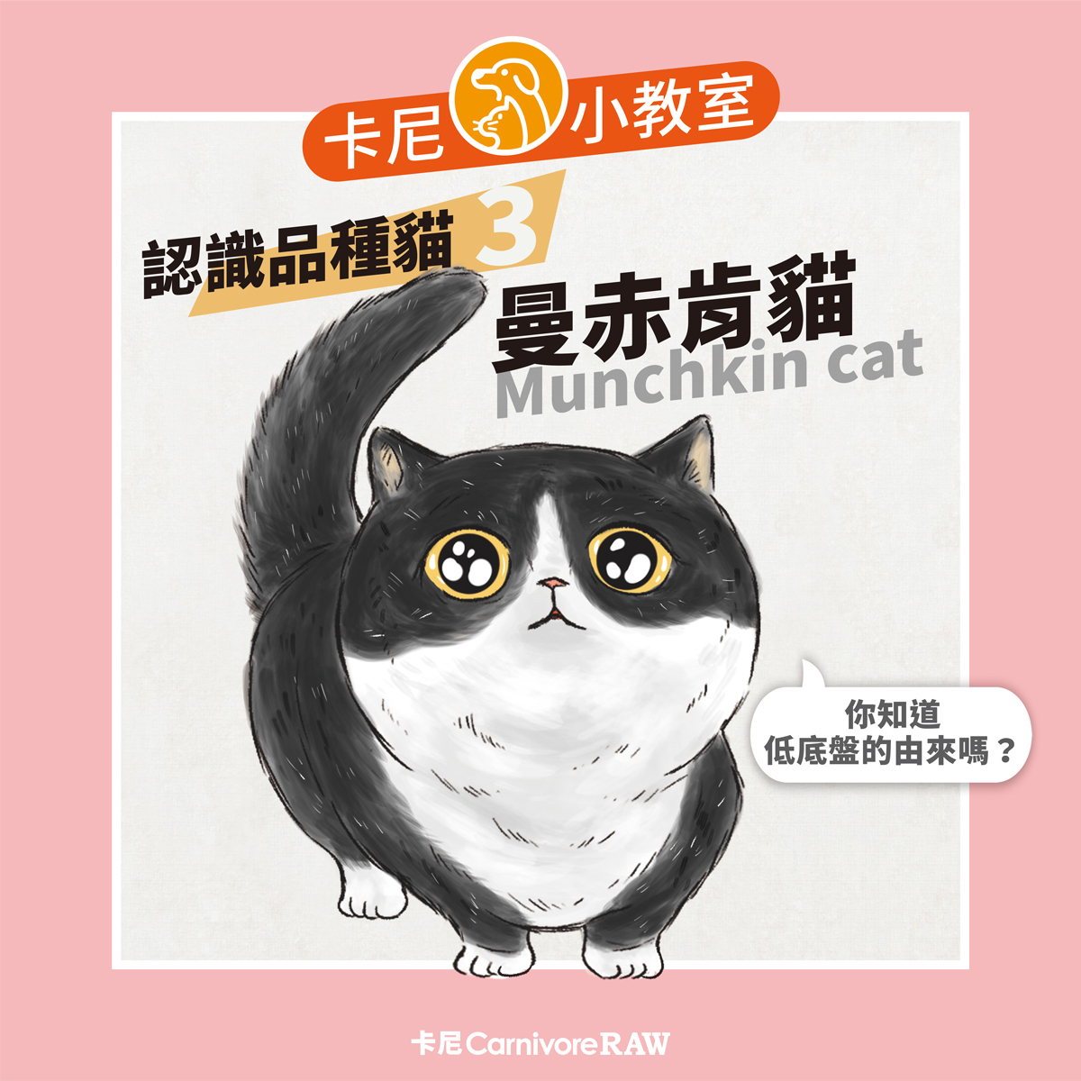 短腿曼赤肯貓咪