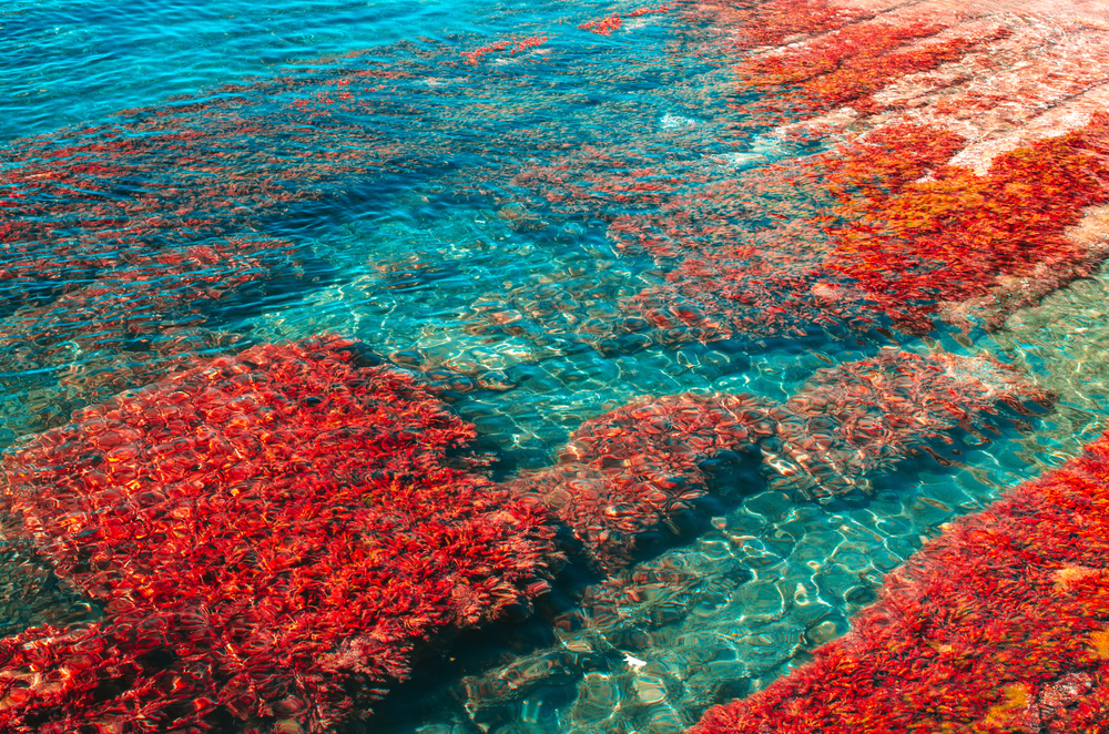 海藻鈣功效