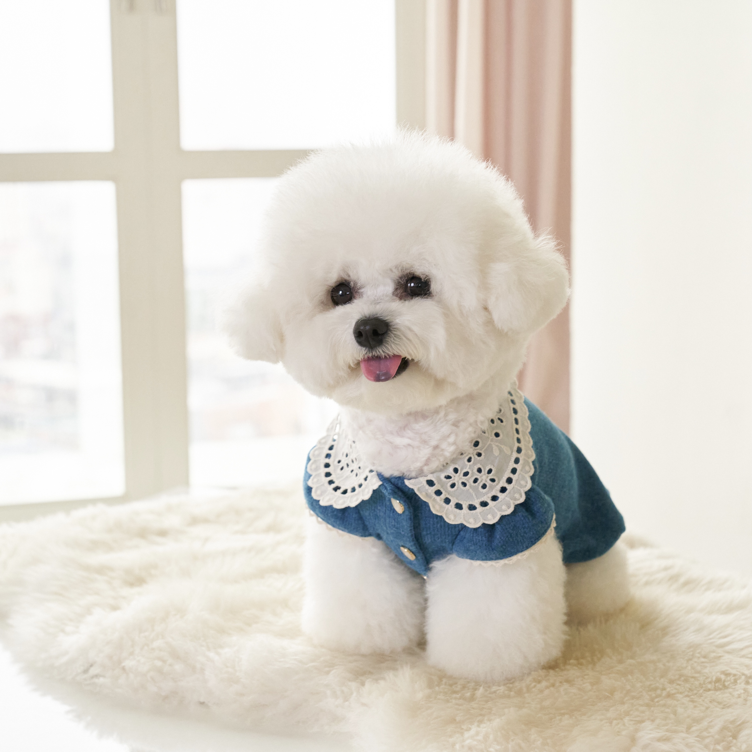 蕾絲領開衫上衣-土耳其藍-It’s sunny outside-寵物服飾