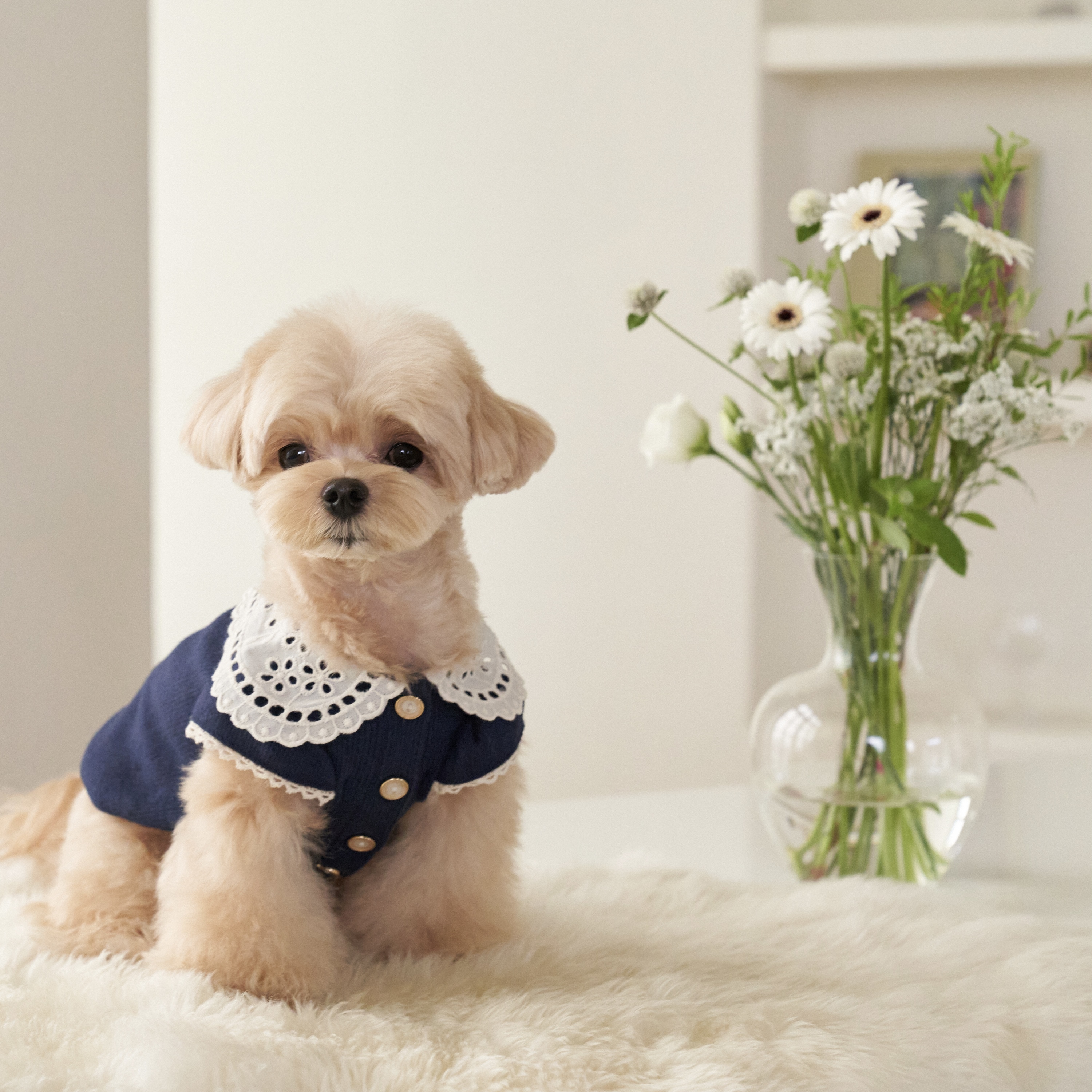 蕾絲領開衫上衣-海軍-It’s sunny outside