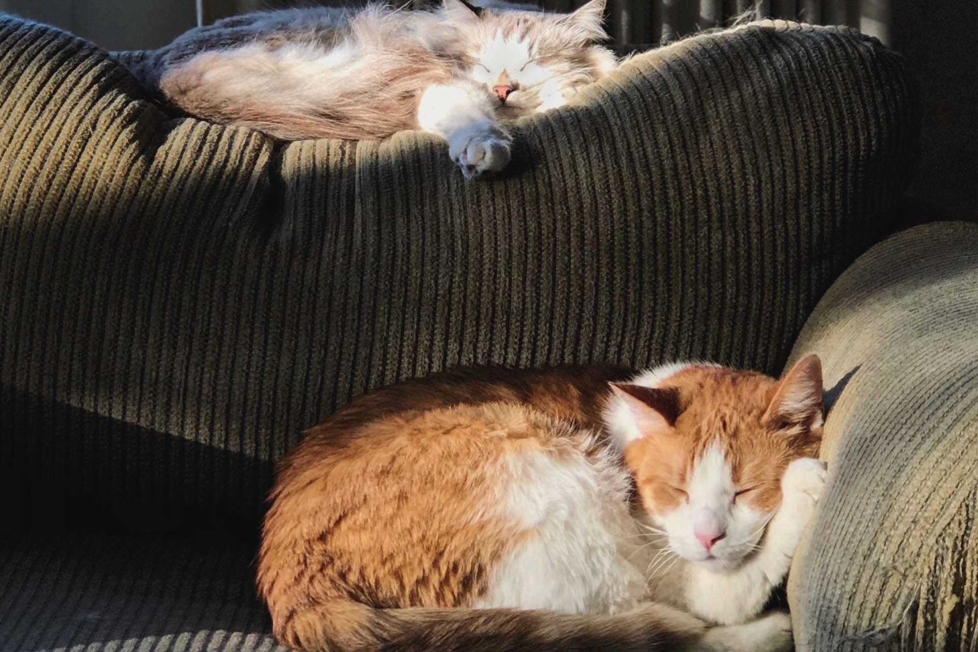 《貓抓布沙發清潔》飼主們的首選沙發，讓你不再害怕寵物亂尿尿！