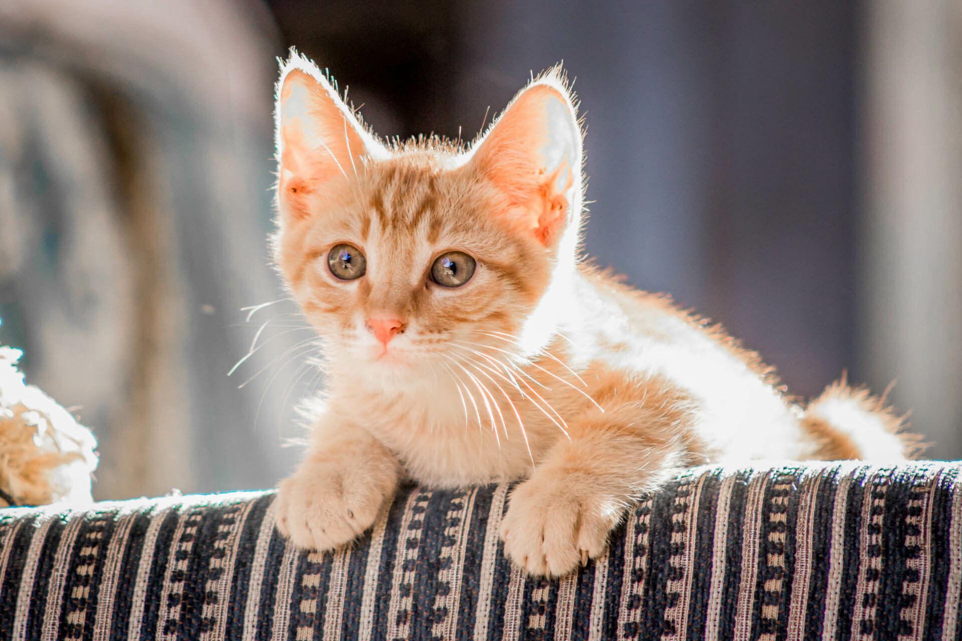 精緻貓抓布沙發|優良品質 時尚首選