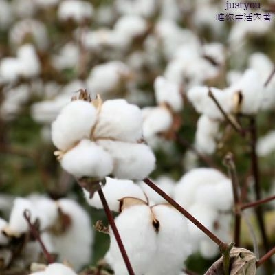 新疆棉花