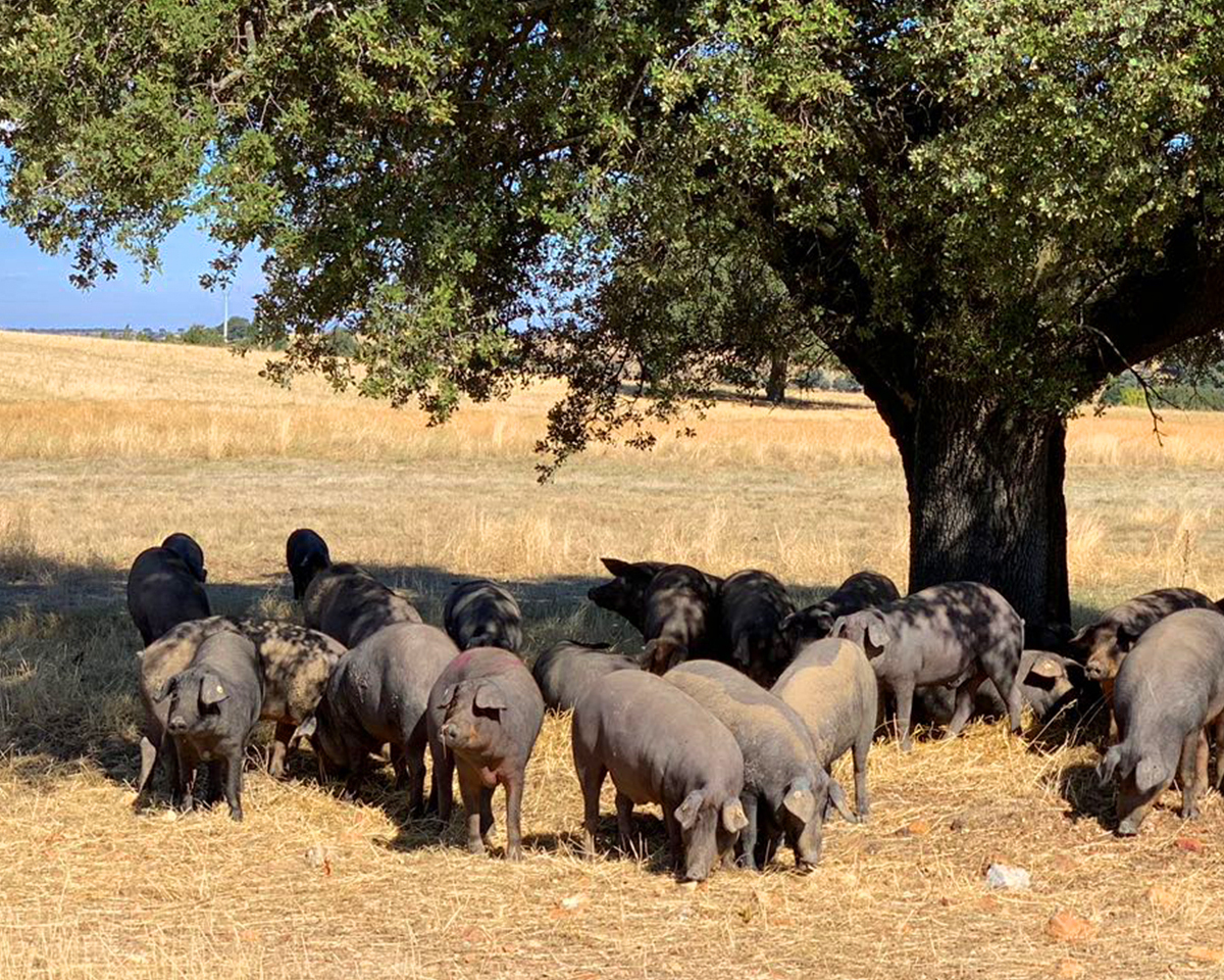 canpipork,伊比利豬,伊比利豬肉,西班牙伊比利豬,西班牙,紅標,黑標,綠標,肉製品,火腿,前腿,里肌,臘腸,香腸,後腿,肉伴手禮,送禮,禮品,精選美食,異國美食,內湖,換個角度有限公司,換個角度