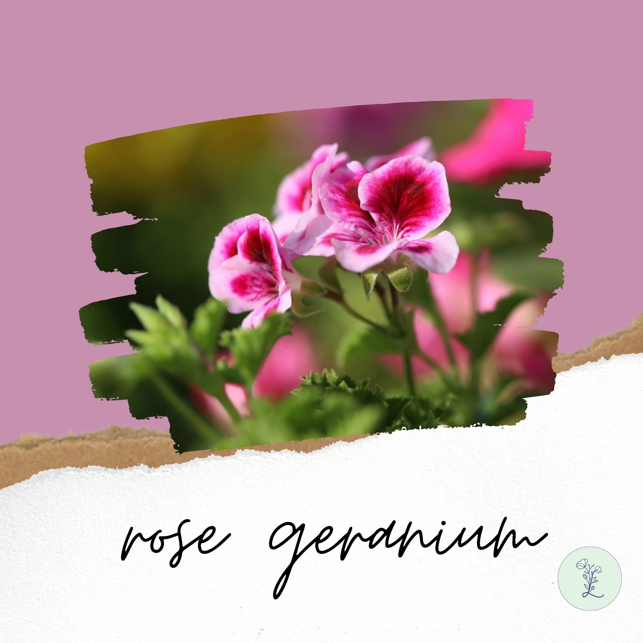 Oshadhi 有機玫瑰天竺葵精油