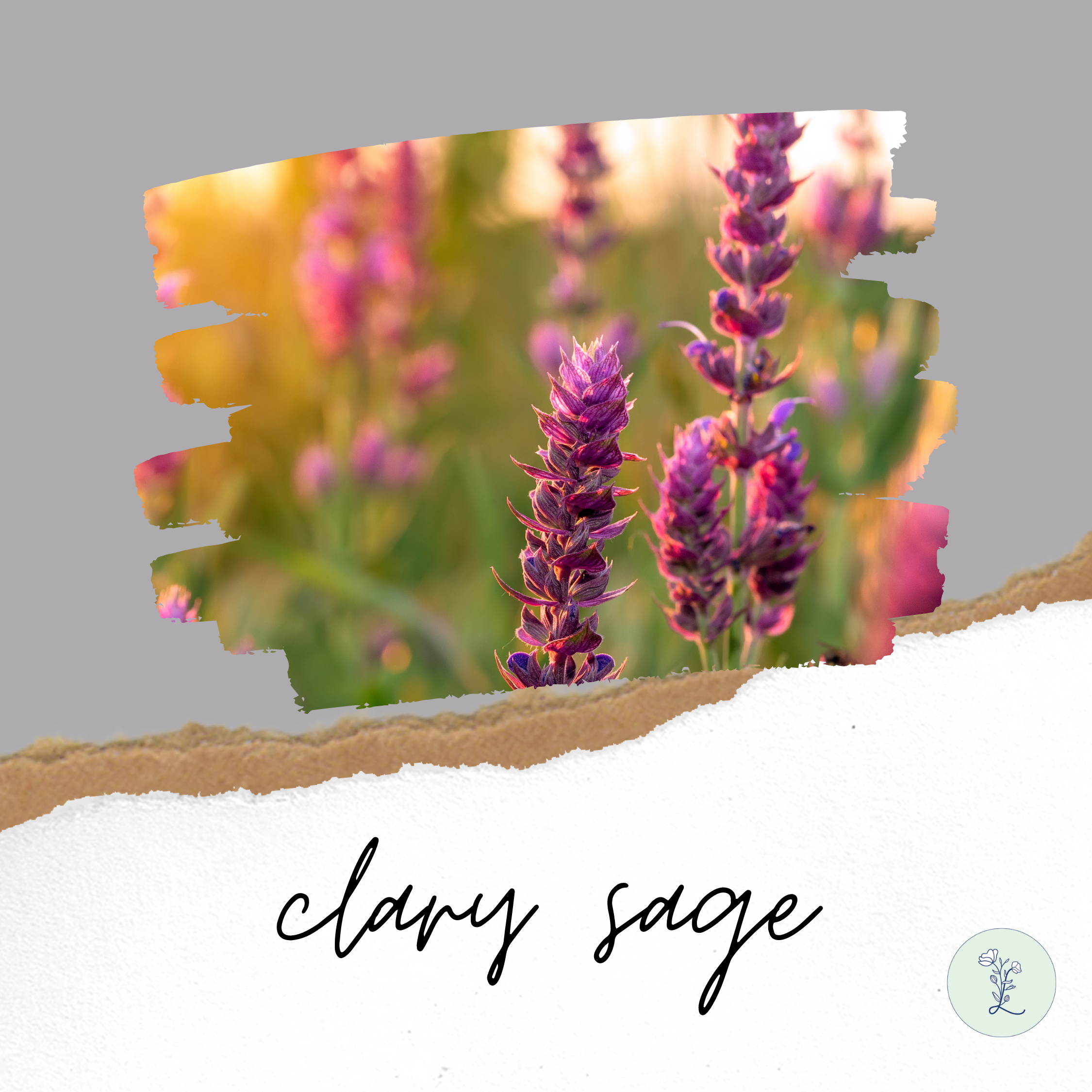 有機快樂鼠尾草精油