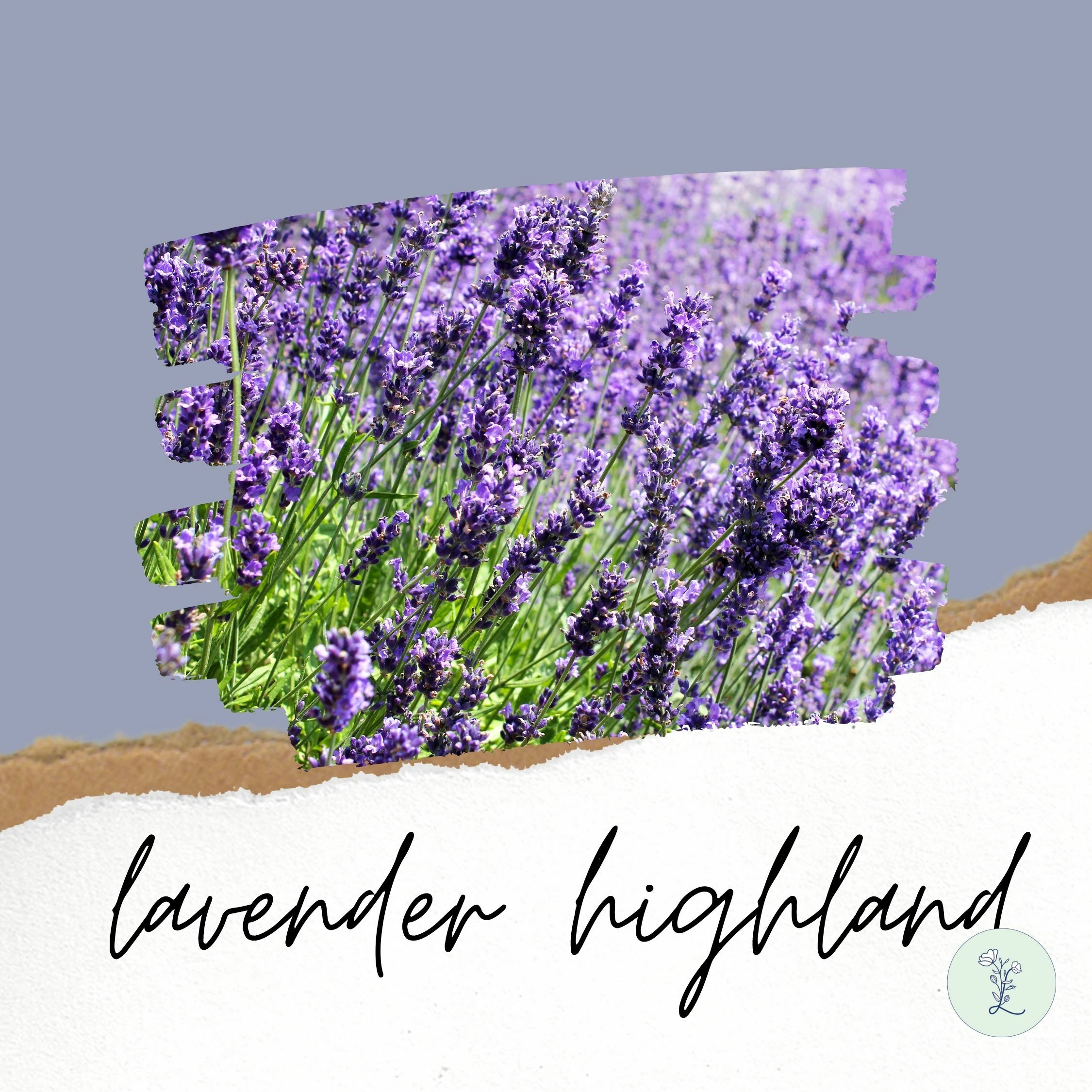 有機高地薰衣草精油