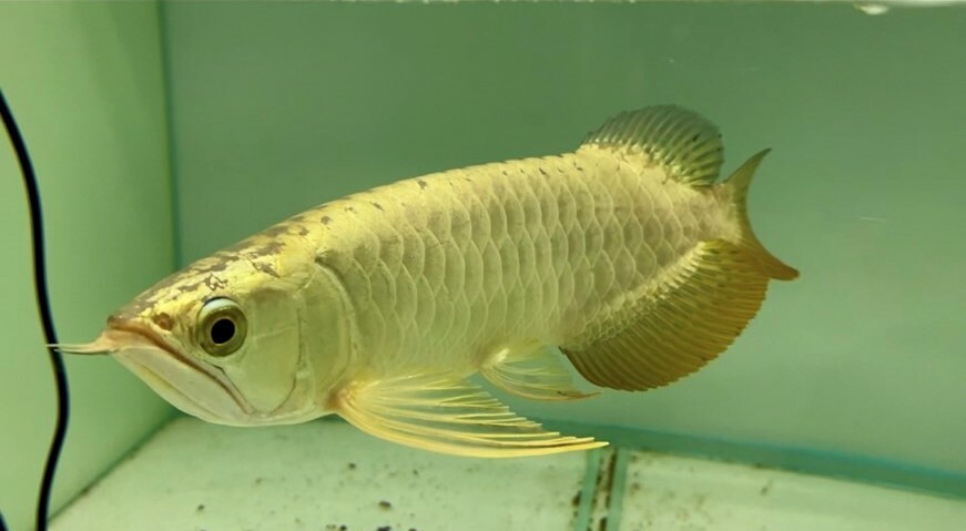 24K金頭過背金龍28-30cm 有晶片有證書