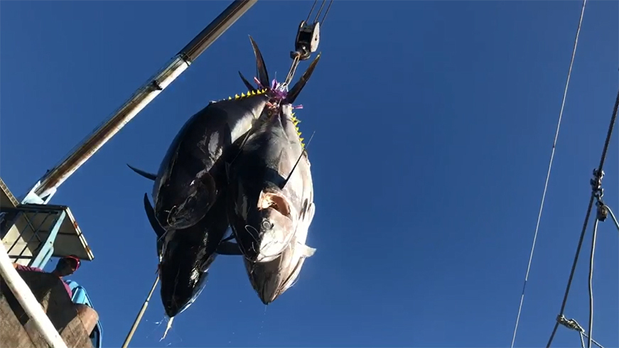 魚鬆, 鮪魚鬆, 鮪魚, 魚饌食, 極品魚鬆, 阿拉伯糖, 團購美食, 多多魚脆條, 多多魚, 貓咪凍乾, 魚饌食, 團購美食