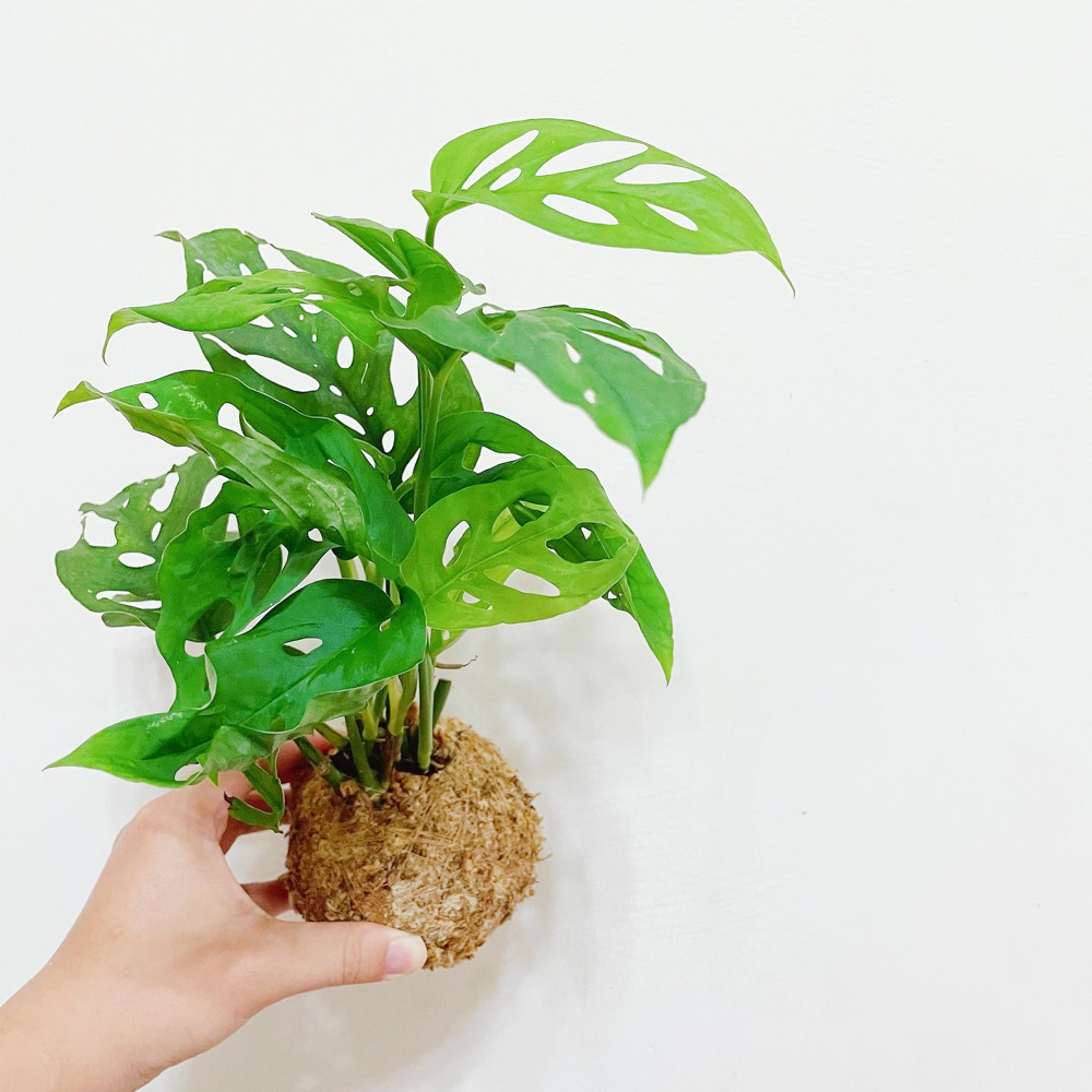窗孔龜背芋苔球