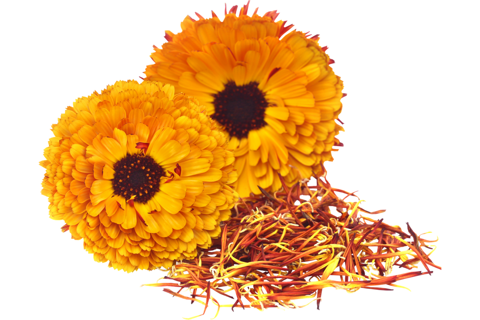 金盞花,葉黃素,游離型葉黃素,護眼