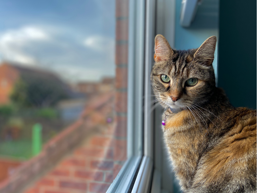 貓咪粉刺,嬌寵醫生,貓咪看窗外