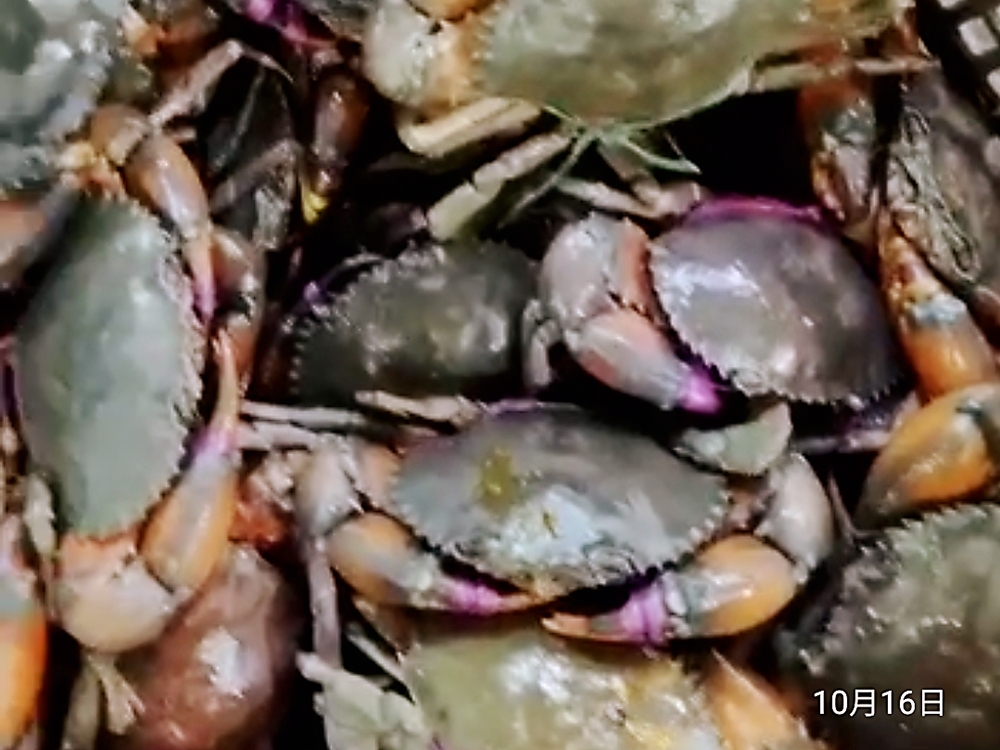 孟加拉泥蟹 Live Mud Crab