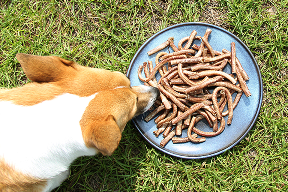 寵鮮灶腳-櫻桃鴨脆管
