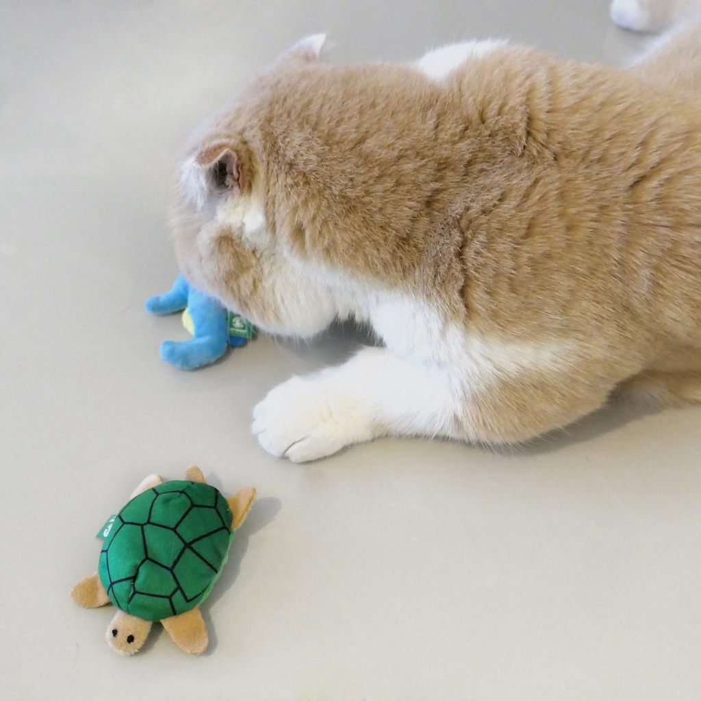小烏龜-100%貓薄荷填充貓玩具