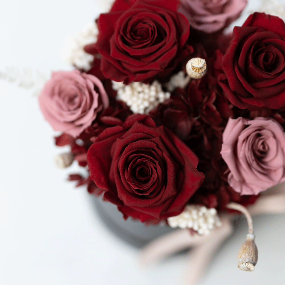 緋紅裙襬 恆星盆花