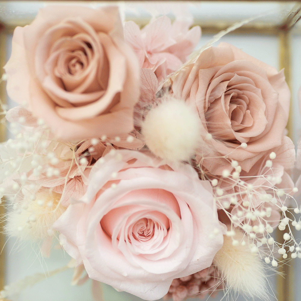 金框玻璃恆星花 - 裸粉色