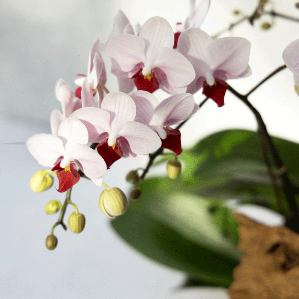 翩翩 粉蝴蝶蘭植栽