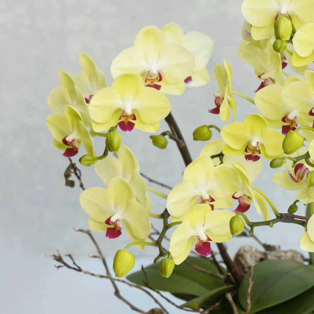 璞玉 淺綠蝴蝶蘭植栽