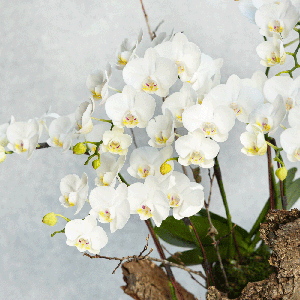 凝白 蝴蝶蘭植栽