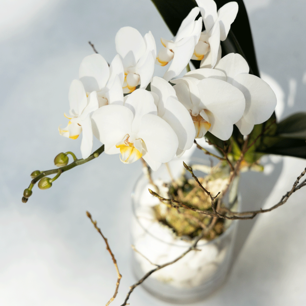 如雪 單株蝴蝶蘭植栽