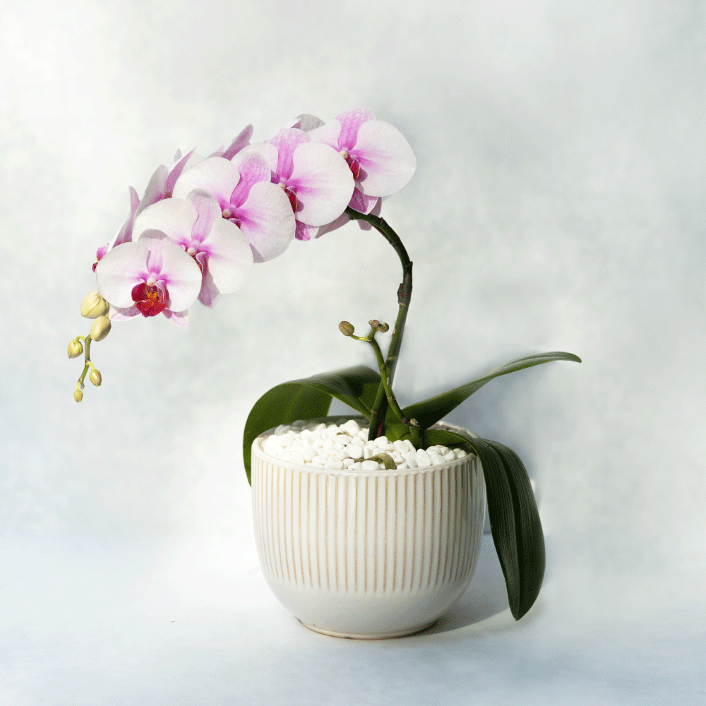 薄紅 單株蝴蝶蘭植栽