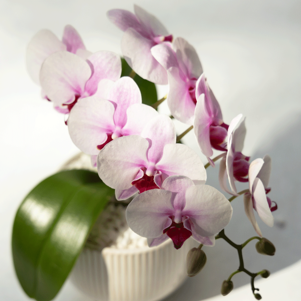 薄紅 單株蝴蝶蘭植栽