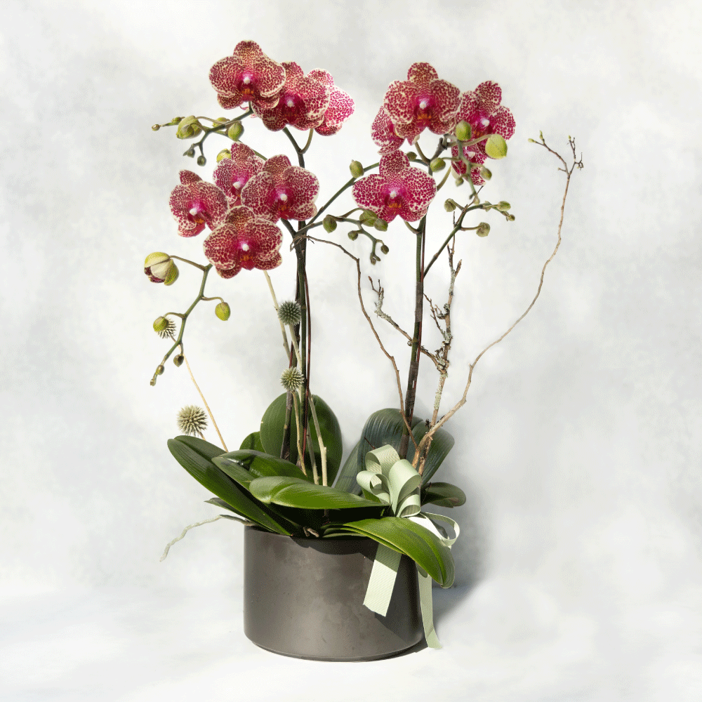 千禧 蝴蝶蘭植栽