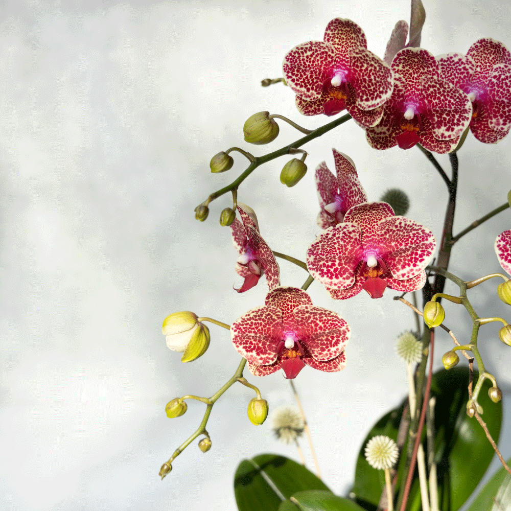 千禧 蝴蝶蘭植栽