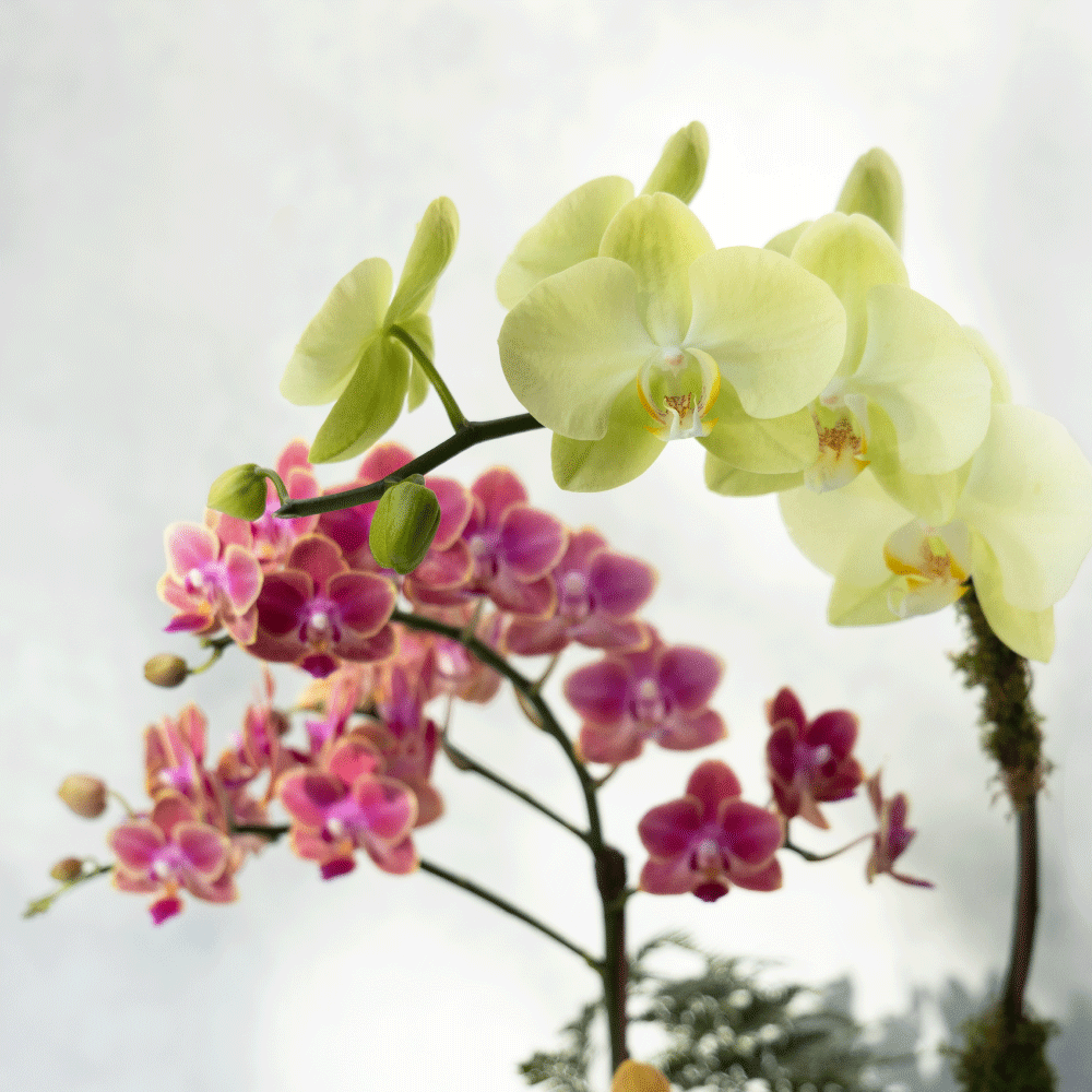 合奏曲 蝴蝶蘭植栽