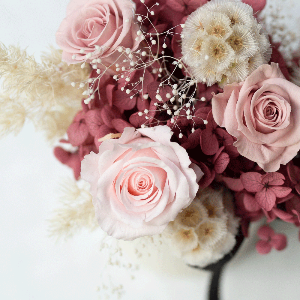 香川粉黛 恆星盆花